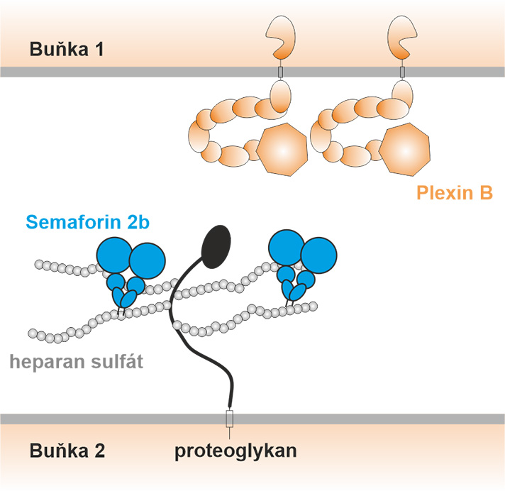 Navrhovaný mechanismus, jakým se semaforiny (modré) vážou na cukry (bílé kuličky) na povrchu buněk a jsou tak prezentovány plexinovým receptorům (oranžové) na okolních axonech. Zdroj: PNAS