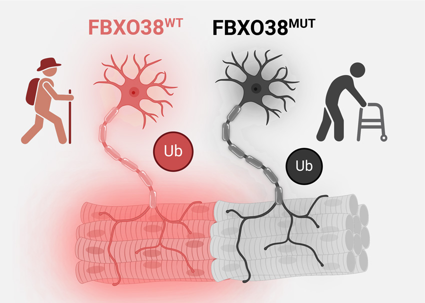 FBX038WT/FBX038MUT