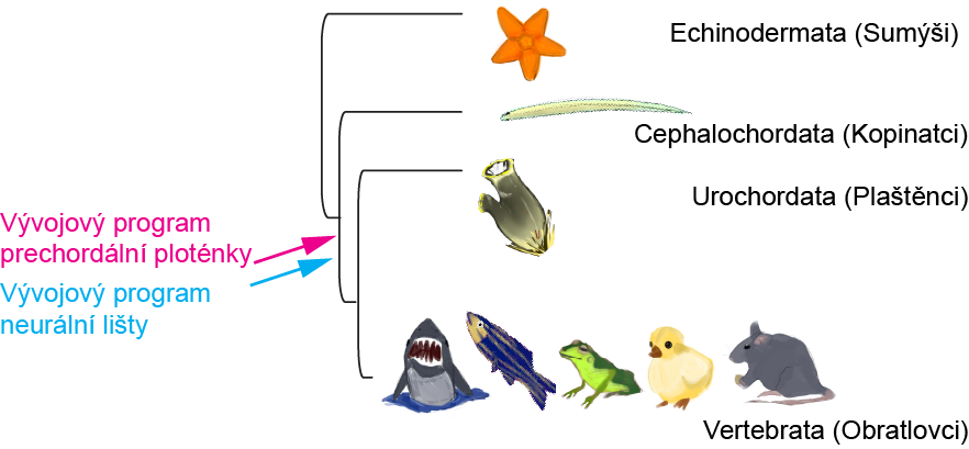 Vývojový program prechordální ploténky a neurální lišty