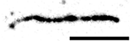 Microscopic image depicting the depolymerization of actin filaments by MICAL1 in its active state, illustrating its role in filament breakdown.