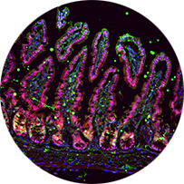 IMG - HISTOLOGICKÁ LABORATOŘ